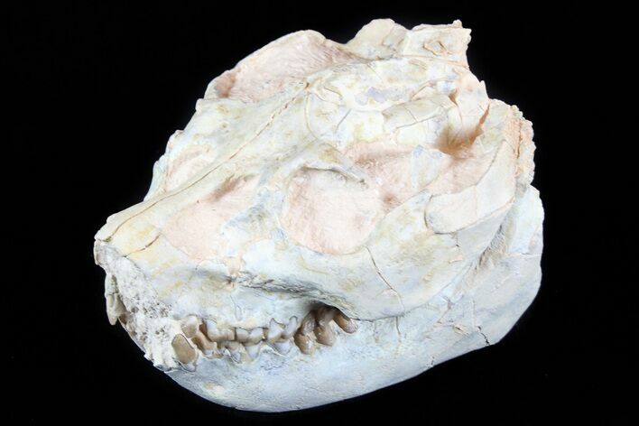 Beautiful Oreodont (Leptauchenia) Skull #77819